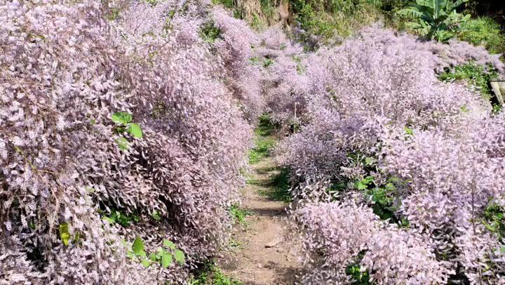 2026春日粉紫風暴！全台5大麝香木賞花秘境指南：雲林草嶺、南投中寮夢幻開箱