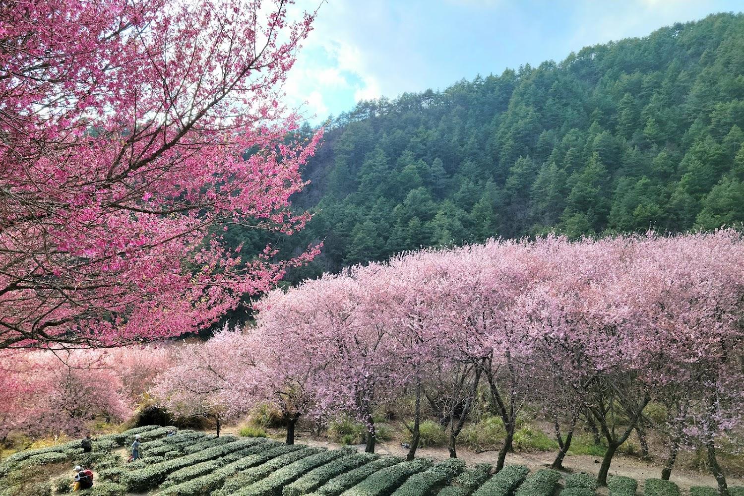 2026全台最強粉色視覺饗宴！武陵農場兩萬株櫻花浪漫綻放，高山粉紅海洋震撼登場