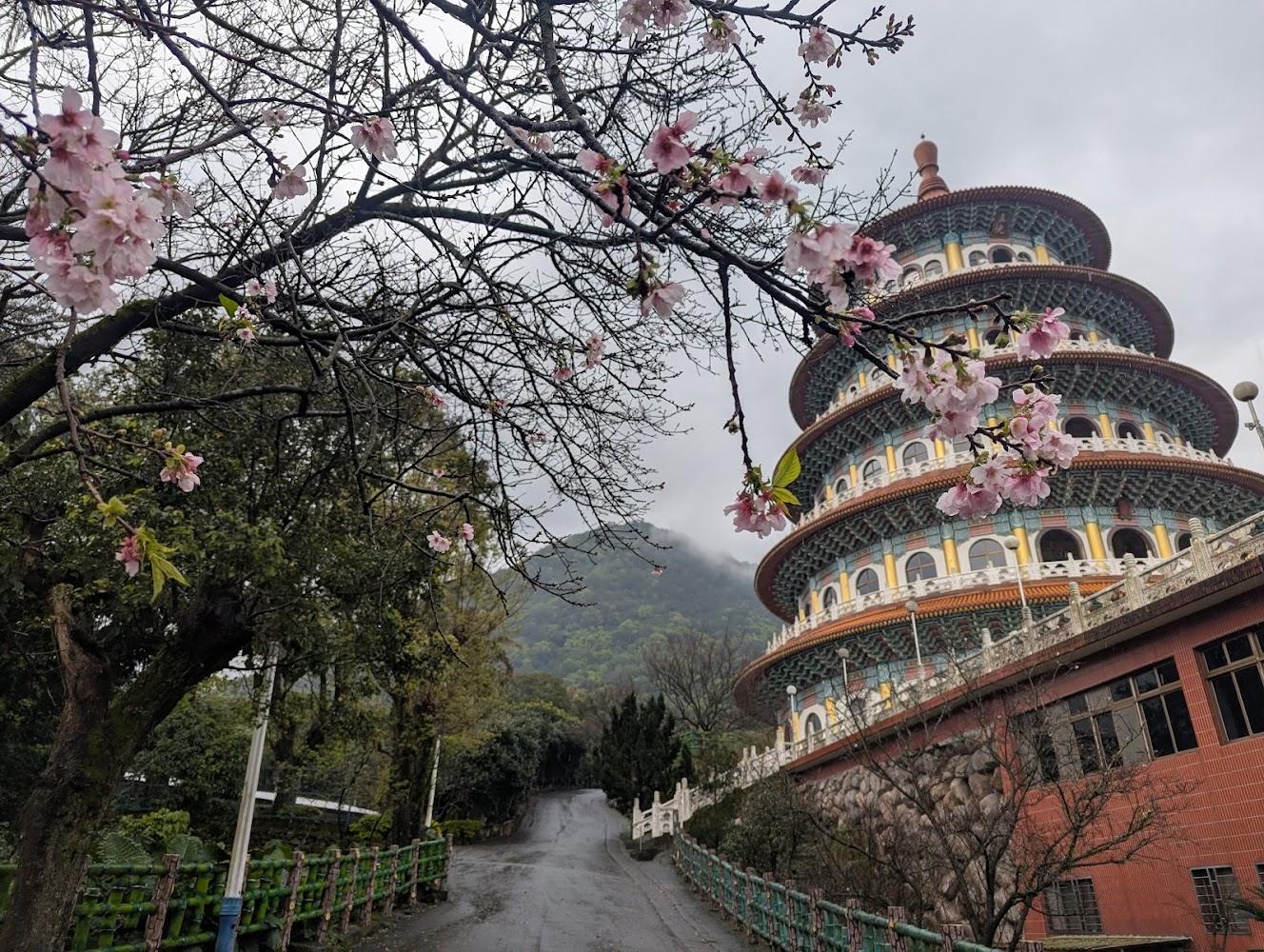 2026淡水天元宮櫻花季登場！三色櫻、吉野櫻接力綻放，粉紅花海與真元天壇交織春日最美畫卷