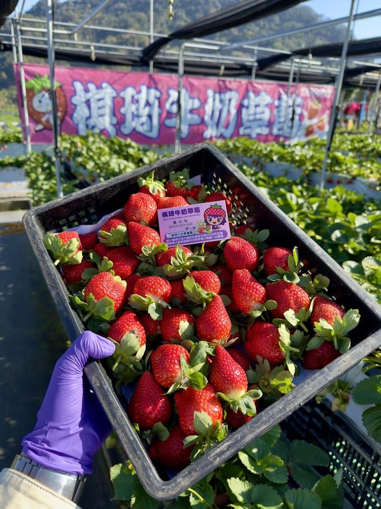 2026 苗栗大湖草莓季盛大開跑！棋琦牛奶草莓園：頂級牛奶酵素栽培、夢幻白草莓與高架採果全攻略