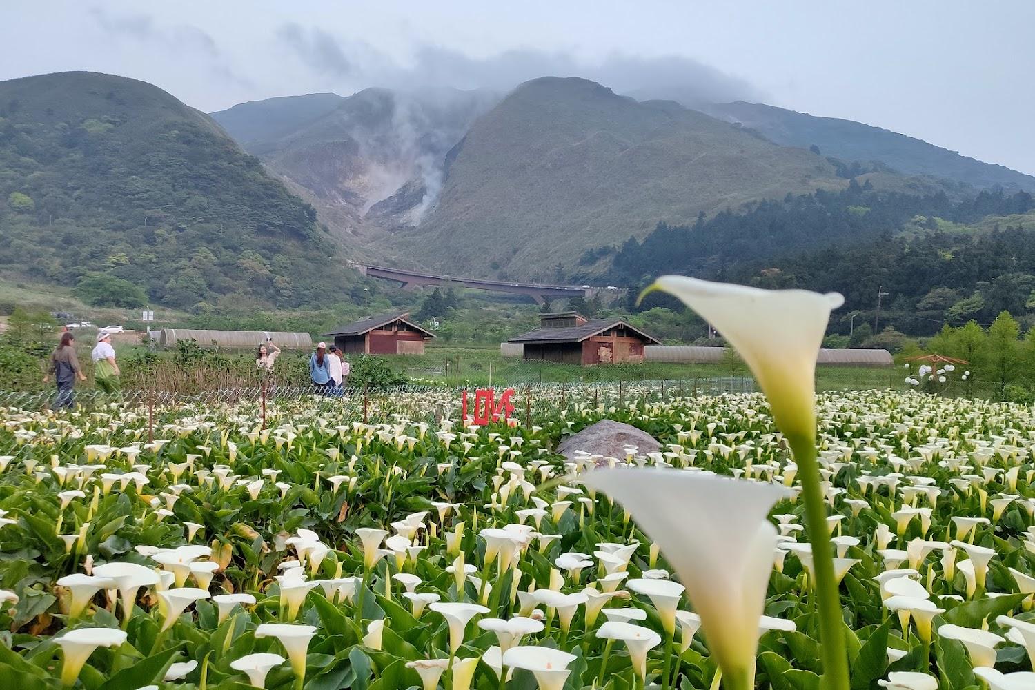 2026 台北夢幻後花園：陽明山國家公園全攻略，從火山奇景、浪漫花海到米其林美食的療癒之旅