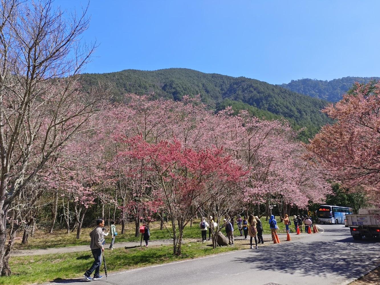 2026 武陵農場櫻花季盛大登場！兩萬株粉紅佳人綻放，最美茶園花海全攻略