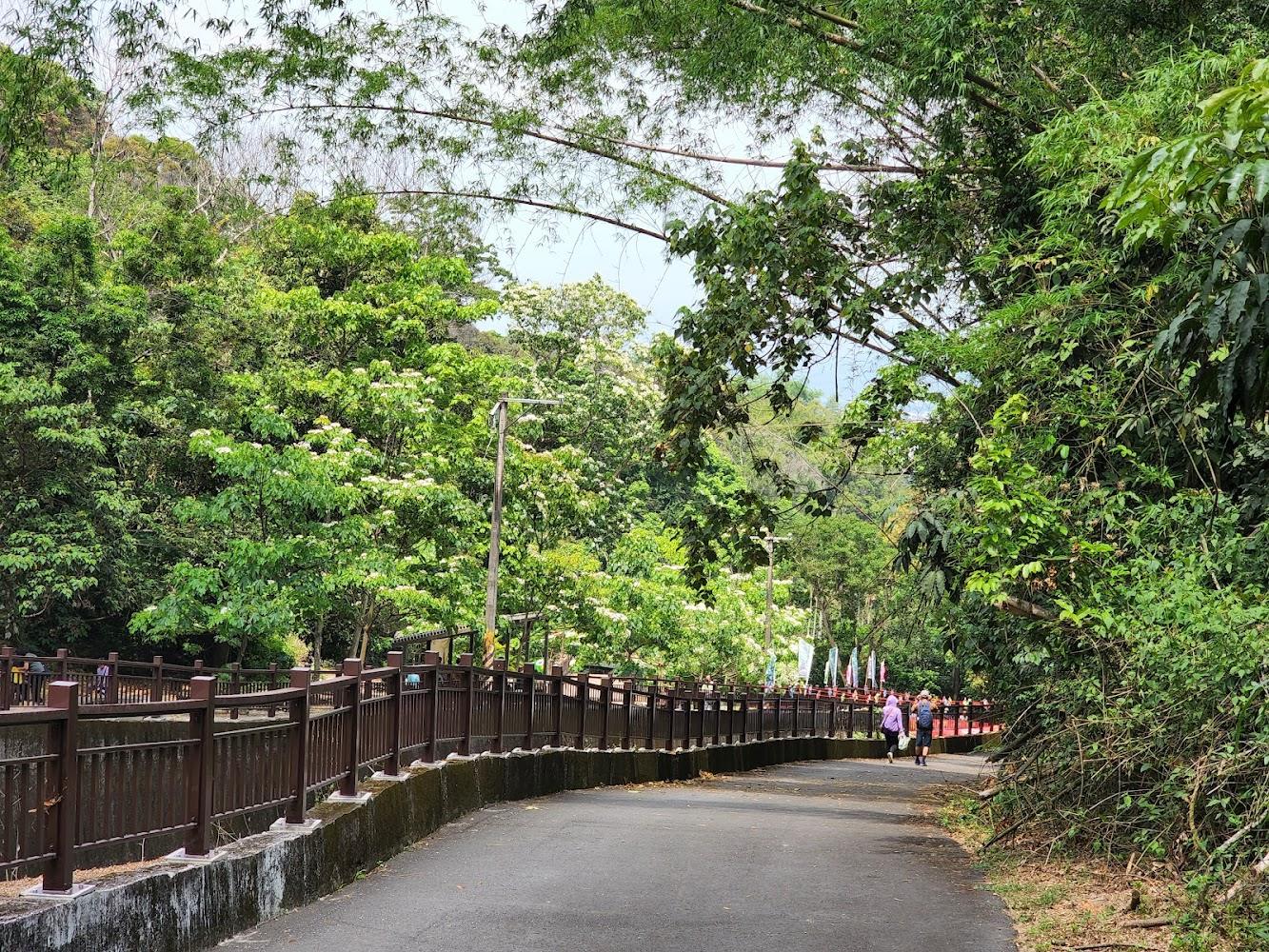 2026 彰化芬園挑水古道賞桐攻略：漫步五月雪地毯，探尋清代百年取水足跡