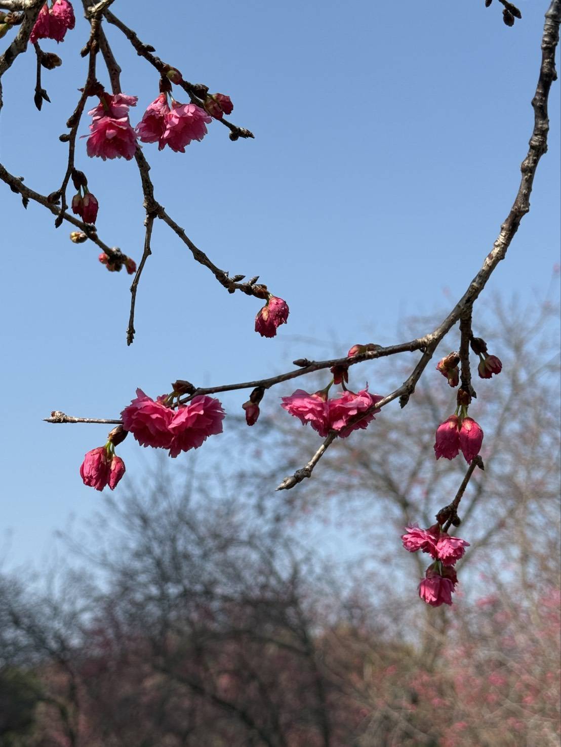 2026日月潭櫻花季必住！布查德VILLA超殺一泊二食$1999，歐風莊園賞櫻攻略