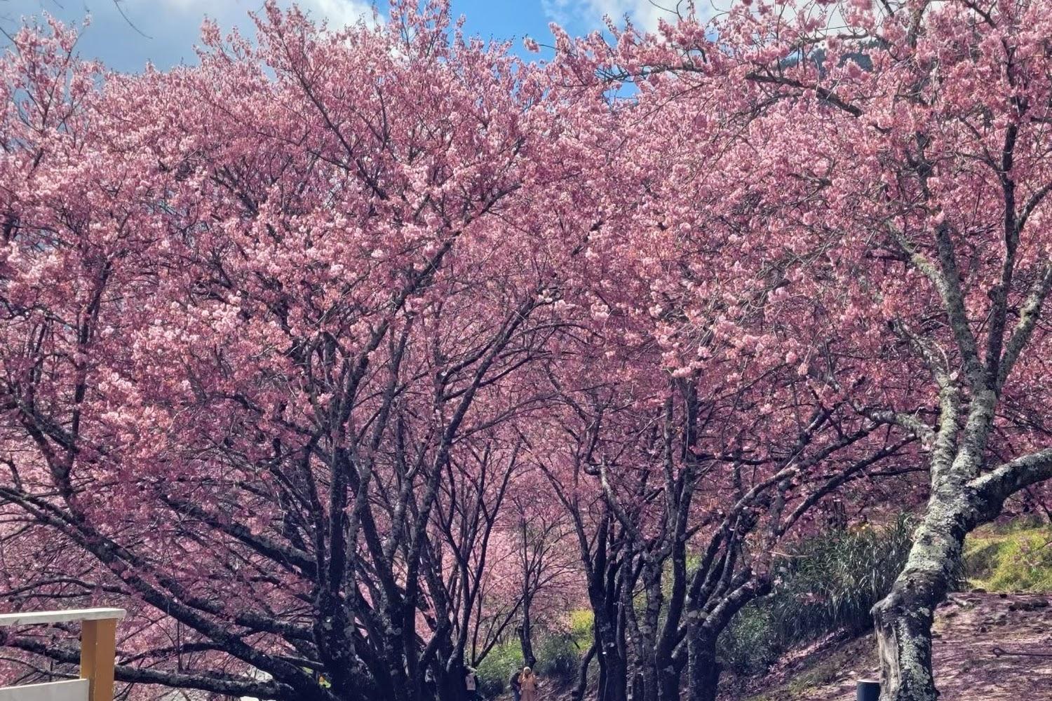 2026 武陵農場旅遊全攻略：四季美景、粉紅櫻花與高山生態深度探訪