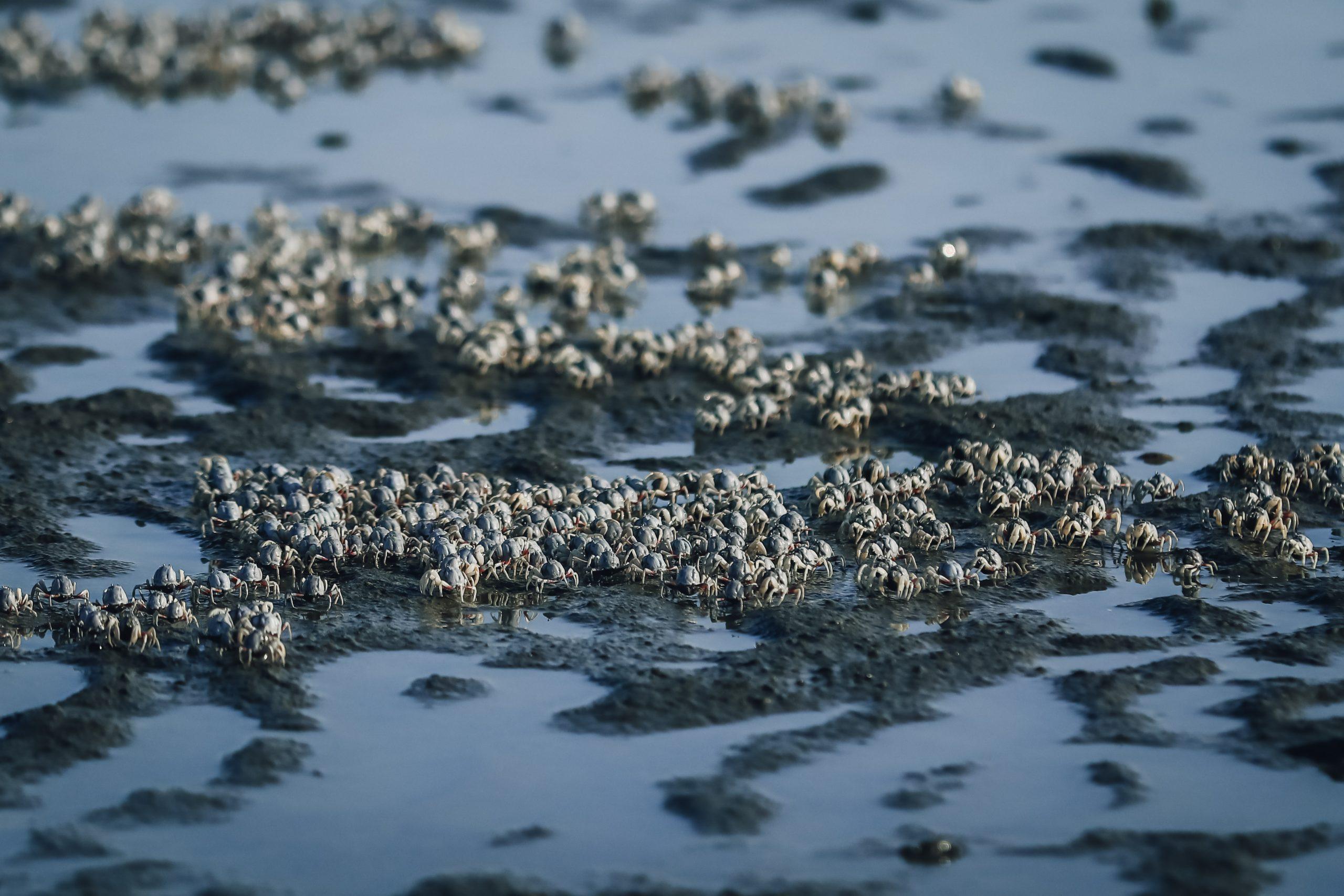 2026新竹香山一日遊全攻略：走進最美心形賞蟹步道，體驗海風與人文交織的慢活秘境