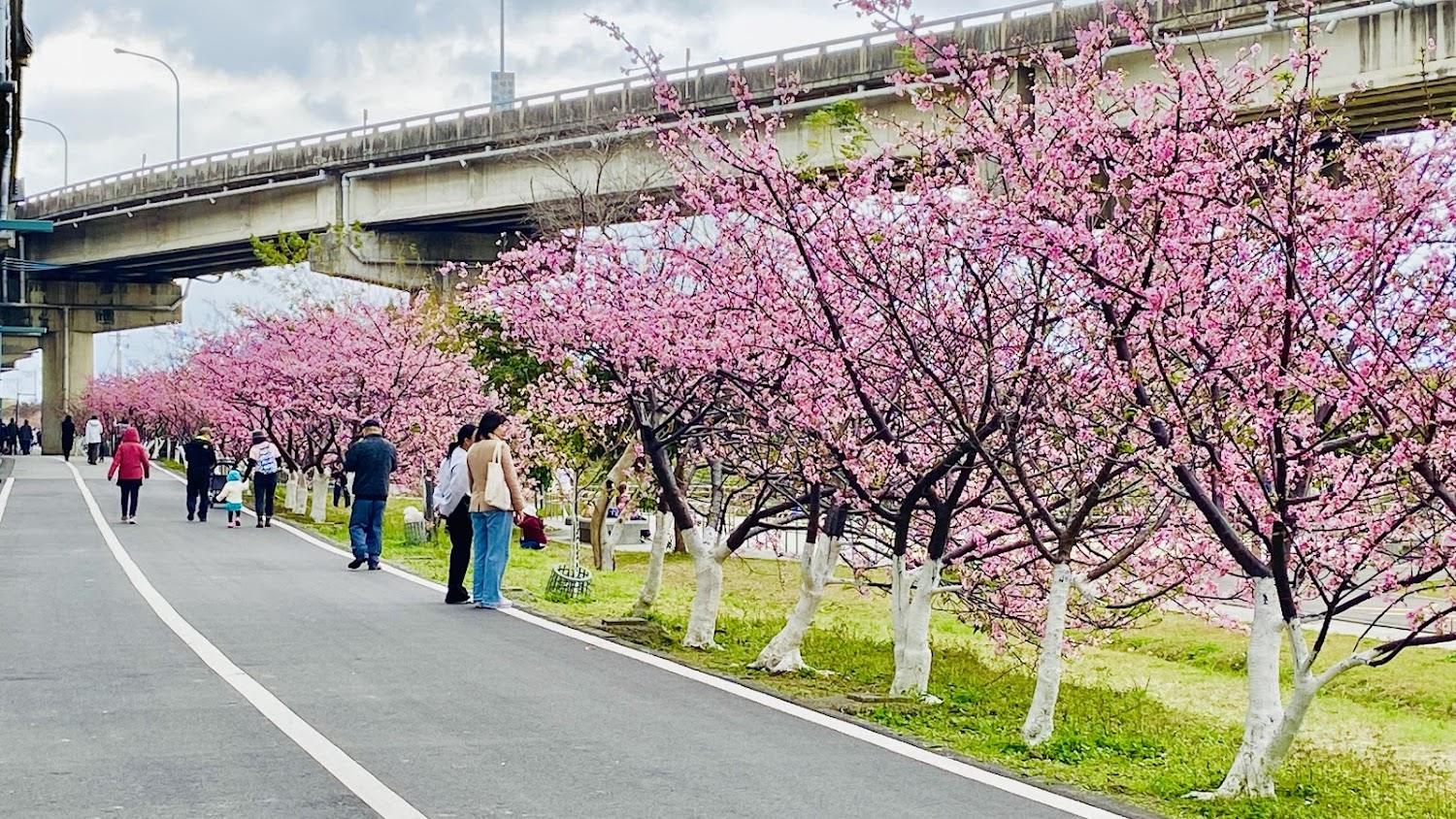 2026新竹步道全攻略：從頭前溪左岸櫻花到司馬庫斯巨木，盡覽城市森林與歷史古道之美