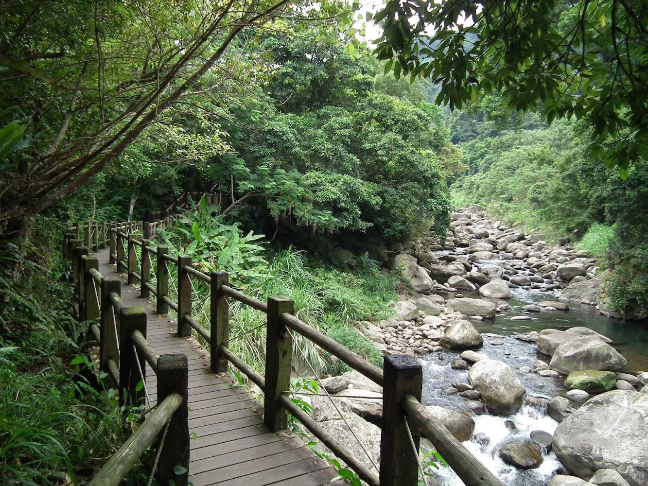 【2026苗栗旅遊】南庄蓬萊溪護魚步道：漫步絕美森林系生態秘境，探尋水中銀色光芒！