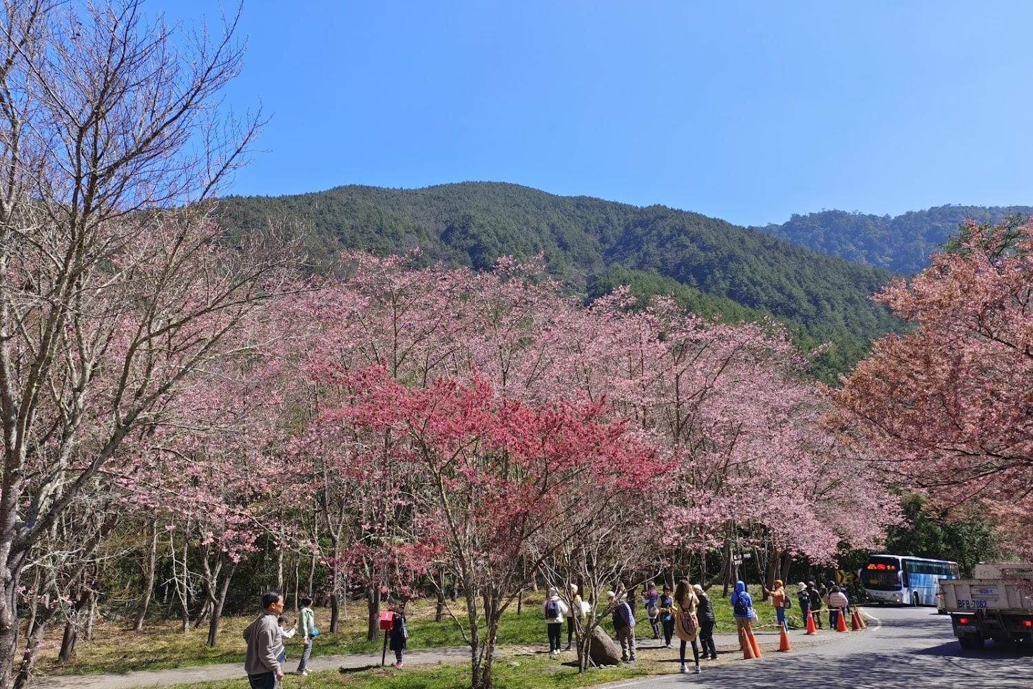 2026武陵農場旅遊全攻略：從粉紅櫻花隧道到秋日楓紅，探索台灣最美高山避風港