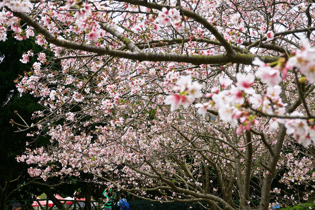 2026 台北春季療癒散步路線：從大安森林公園到陽明山，品味三月暖春新綠