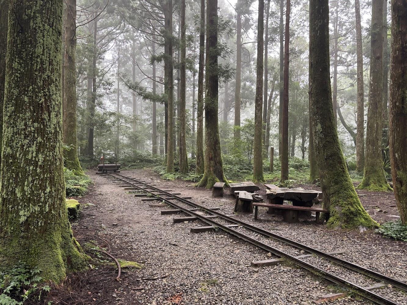 2026 桃園東眼山攻略｜走進柳杉林秘境，登頂遠眺雲海與台北 101 的森林療癒之旅