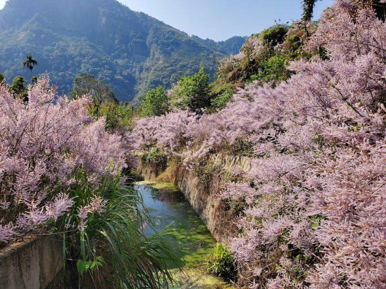 2026全台麝香木大爆發！雲林古坑「粉紫祕境」浪漫綻放，走進草嶺福德宮如仙境般的花海隧道