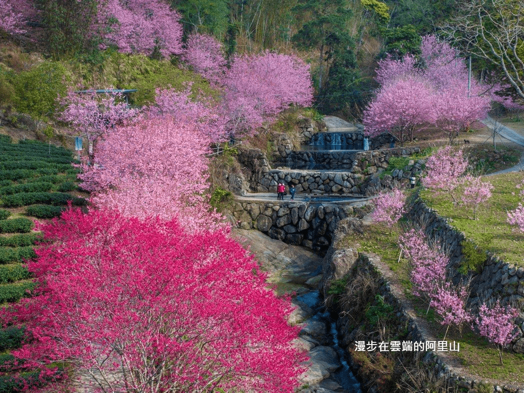 2026雲林古坑草嶺櫻花季盛大登場！粉色山城賞花攻略、質感住宿與歐風城堡漫旅
