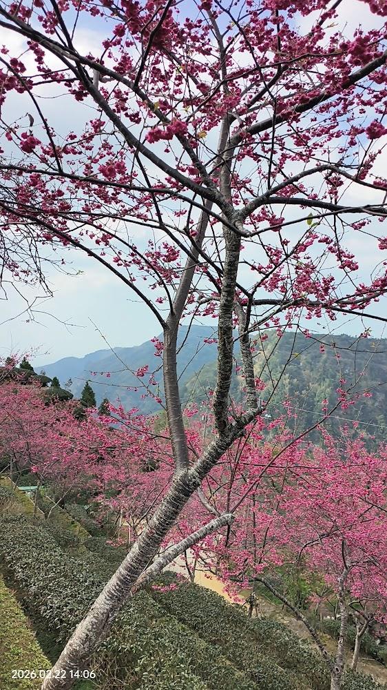 2026竹山避暑祕境：八卦茶園雍富成記，漫步1300公尺雲霧茶海與粉嫩櫻花隧道