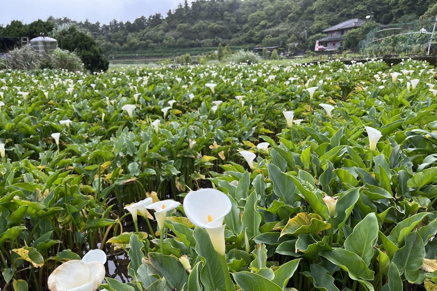 2026陽明山竹子湖海芋季盛大登場！漫步純白花海步道，體驗春日慢行美學全攻略