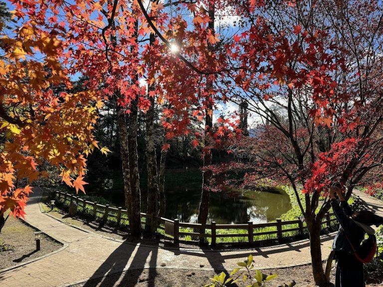 2026福壽山農場全攻略：從春櫻到秋楓，走進海拔2100公尺的「台灣小瑞士」