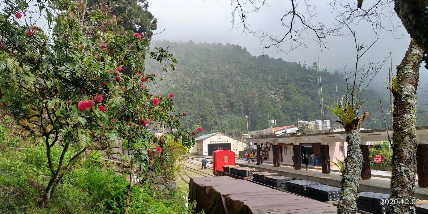 2026 奮起湖旅遊全攻略：走訪阿里山百年鐵道山城，品嚐懷舊便當與森林芬多精