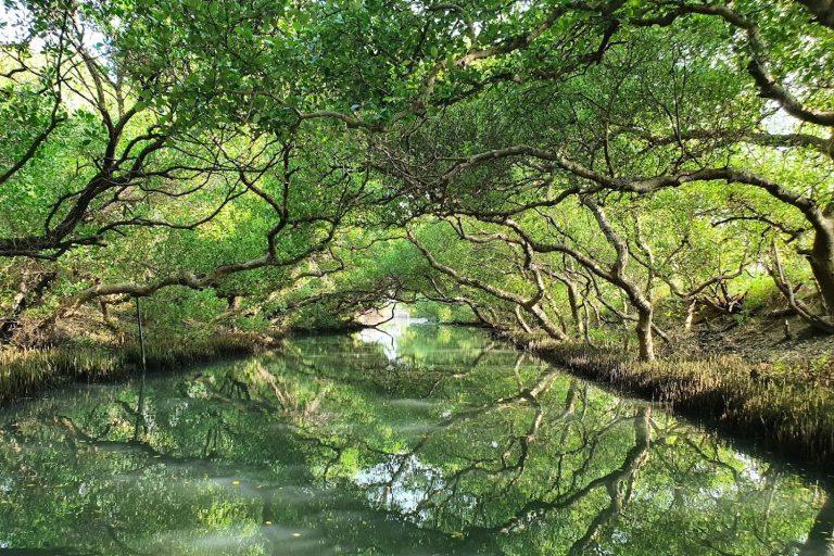 2026台南必遊秘境！四草綠色隧道：乘竹筏探索「台版亞馬遜」與絕美天使之吻