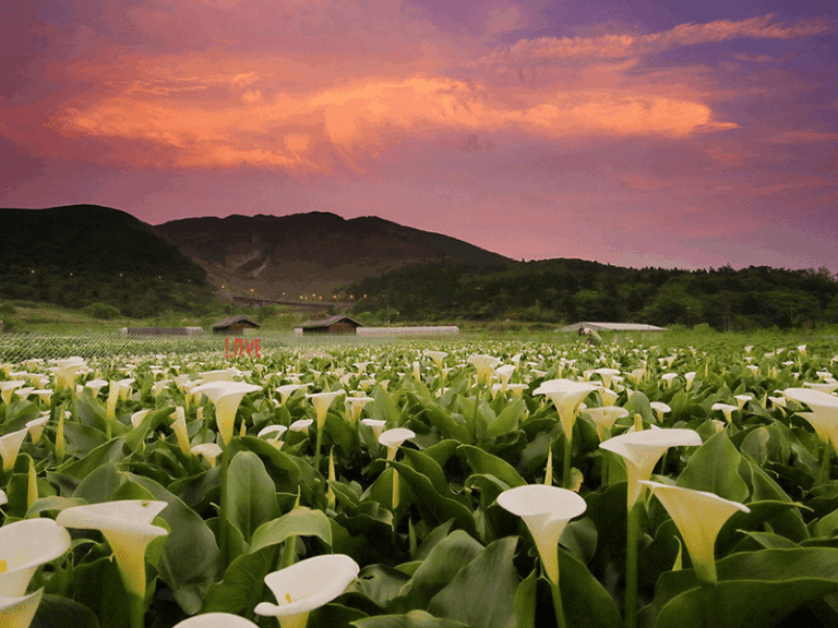 2026 陽明山竹子湖海芋與繡球花季:走進雲霧繚繞的世外桃源,最完整的賞花步道與美食指南