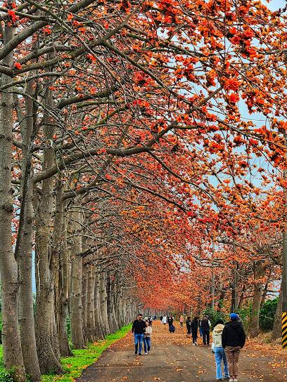 2026 春日必訪！彰化埤頭木棉花道 5 公里橘紅花海浪漫綻放，東螺溪畔最療癒的散步時光