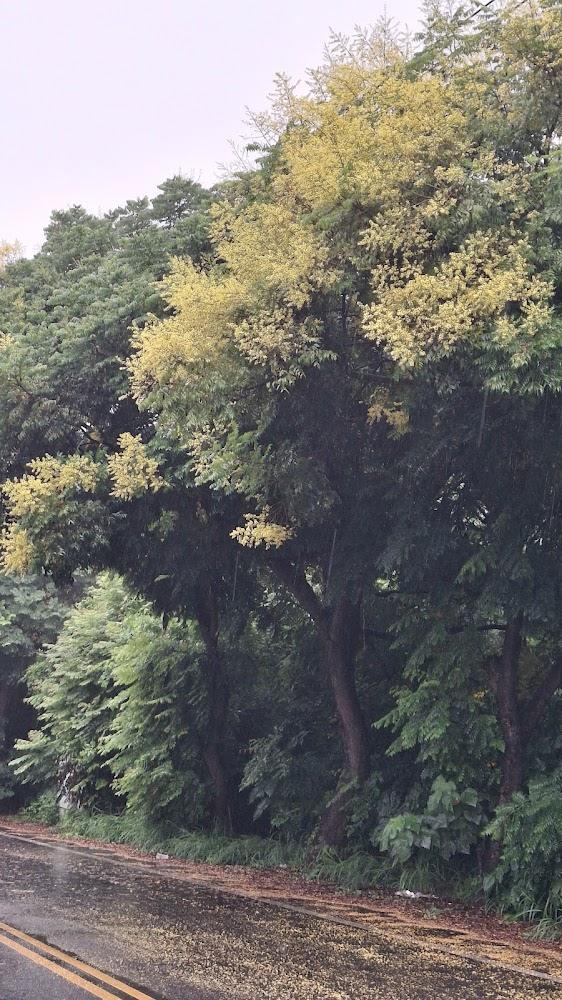 2026全台台灣欒樹秋季賞花攻略：四大絕美祕境與攝影技巧，走進夢幻「四色樹」黃金雨