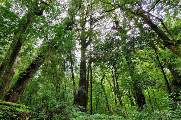 司馬庫斯 巨木群｜司馬庫斯巨木群深度攻略：探索上帝的部落與千年紅檜秘境