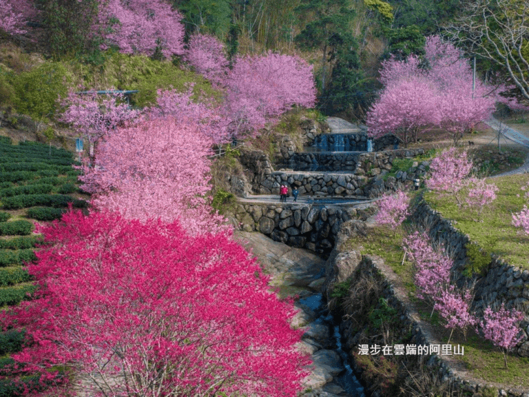 2026雲林古坑草嶺櫻花季開跑！兩天一夜暢遊粉色山城與歐風城堡