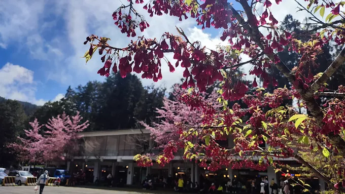 清晨走進阿里山國家森林遊樂區,在雲海翻湧間迎接第一道日出光