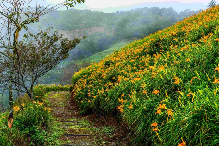 在蜿蜒山路與花海，太麻里金針山讓每一步都走進季節與自然的節奏之中
