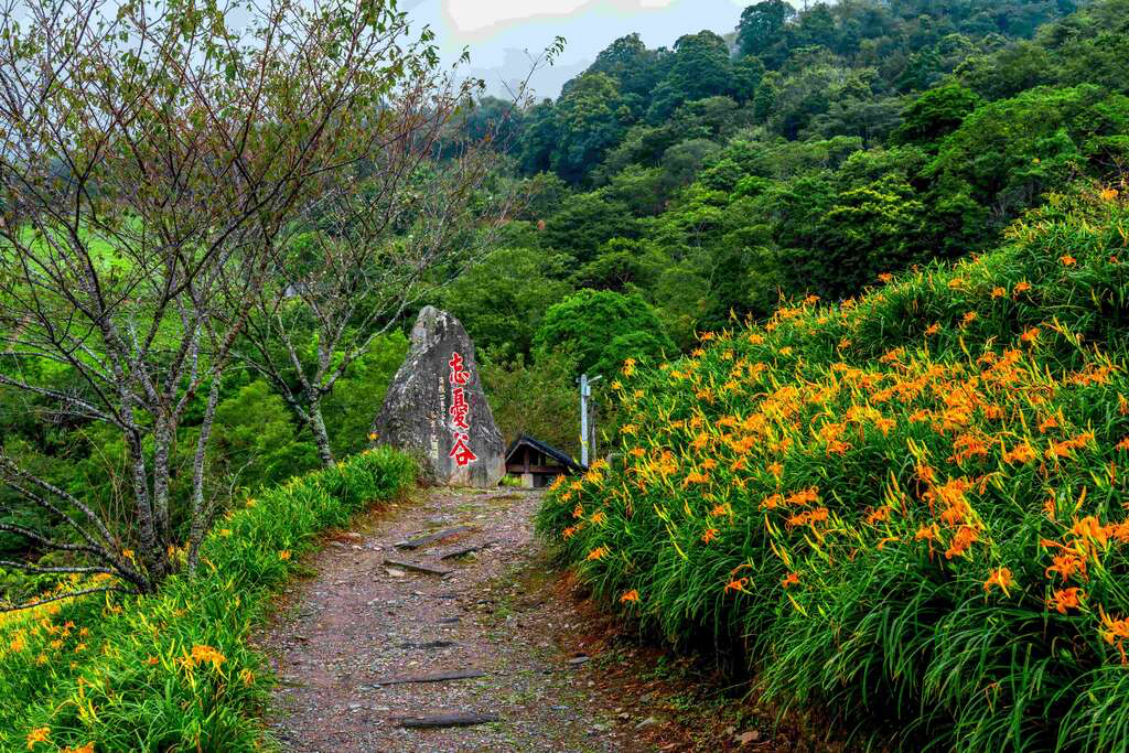 在蜿蜒山路與花海,太麻里金針山讓每一步都走進季節與自然的節奏之中