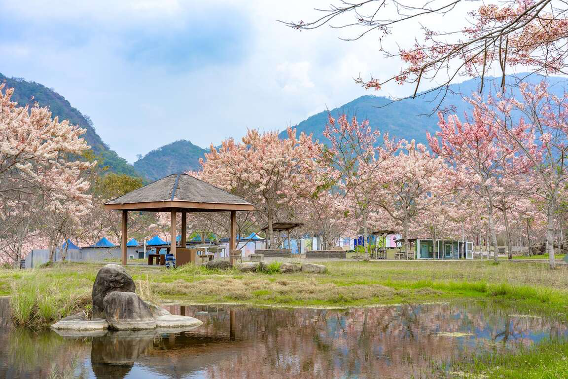 寶來溫泉區不只適合冬天！走進高雄六龜山城，泡美人湯、看花旗木，把慢旅行過成一種享受