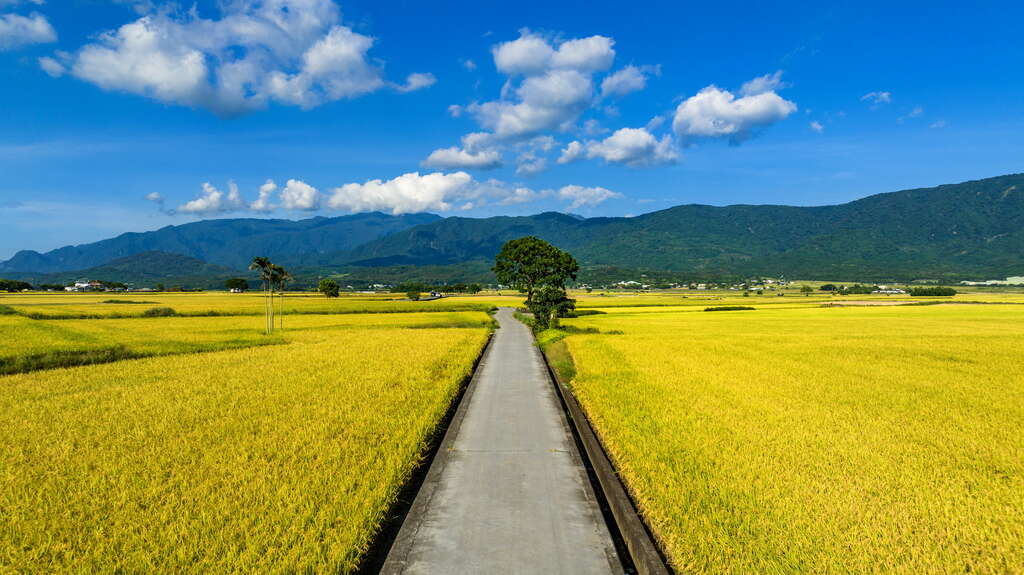 在伯朗大道的綠色與金色之間停留，讓四季寫下一段屬於時間的風景故事