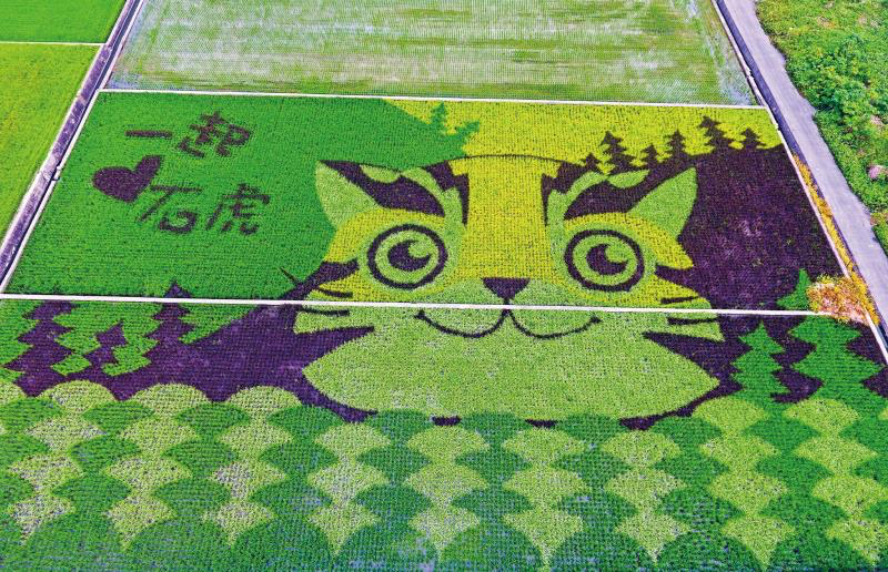 苗栗苑裡不只有老街!走進藺草、稻田與海風交織的小鎮慢旅行