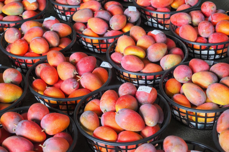 台南玉井夏天最有味道的地方！走進玉井芒果批發市場，感受整座山城最熱鬧的果香日常