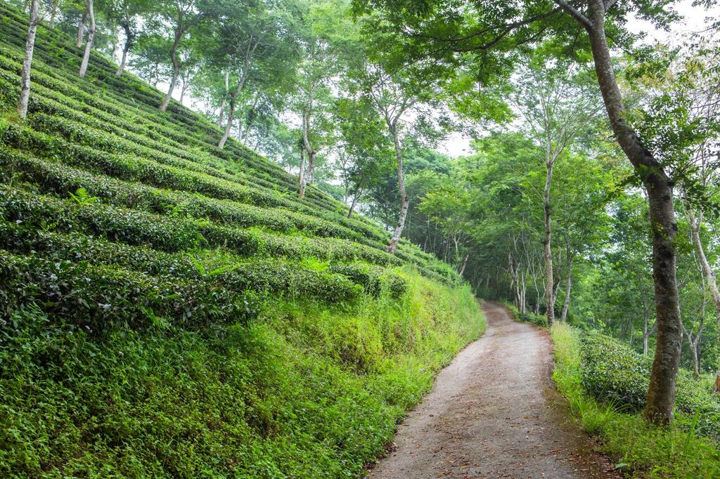 台南不是只有老街與小吃！梅嶺風景區藏著山城最美四季風景，賞梅、健行、追螢一次收進旅行裡