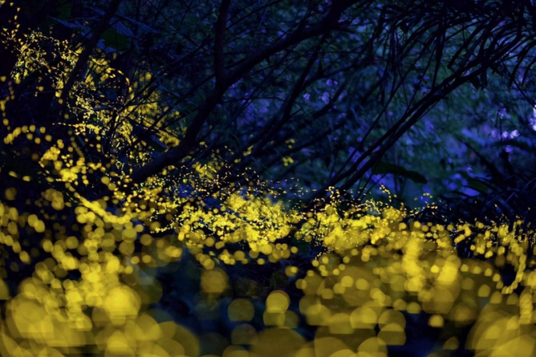 宜蘭礁溪不只有溫泉！小礁溪藏著春夜最夢幻的螢光秘境，白天玩水晚上追火金姑