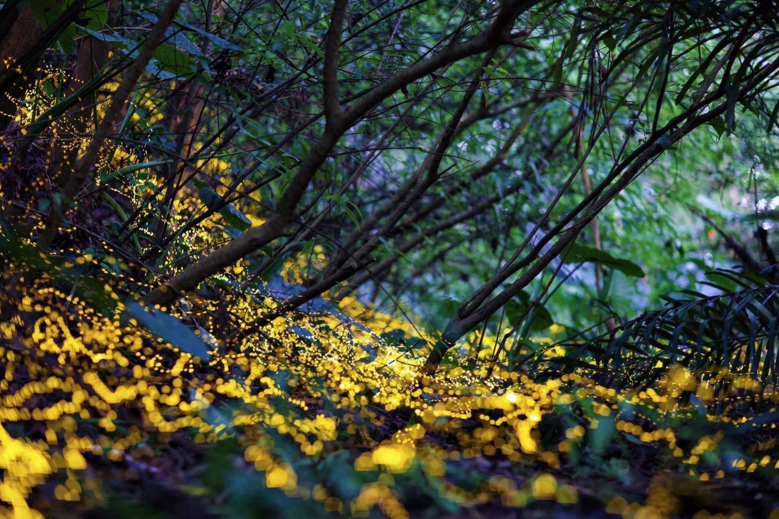 宜蘭礁溪不只有溫泉！小礁溪藏著春夜最夢幻的螢光秘境，白天玩水晚上追火金姑