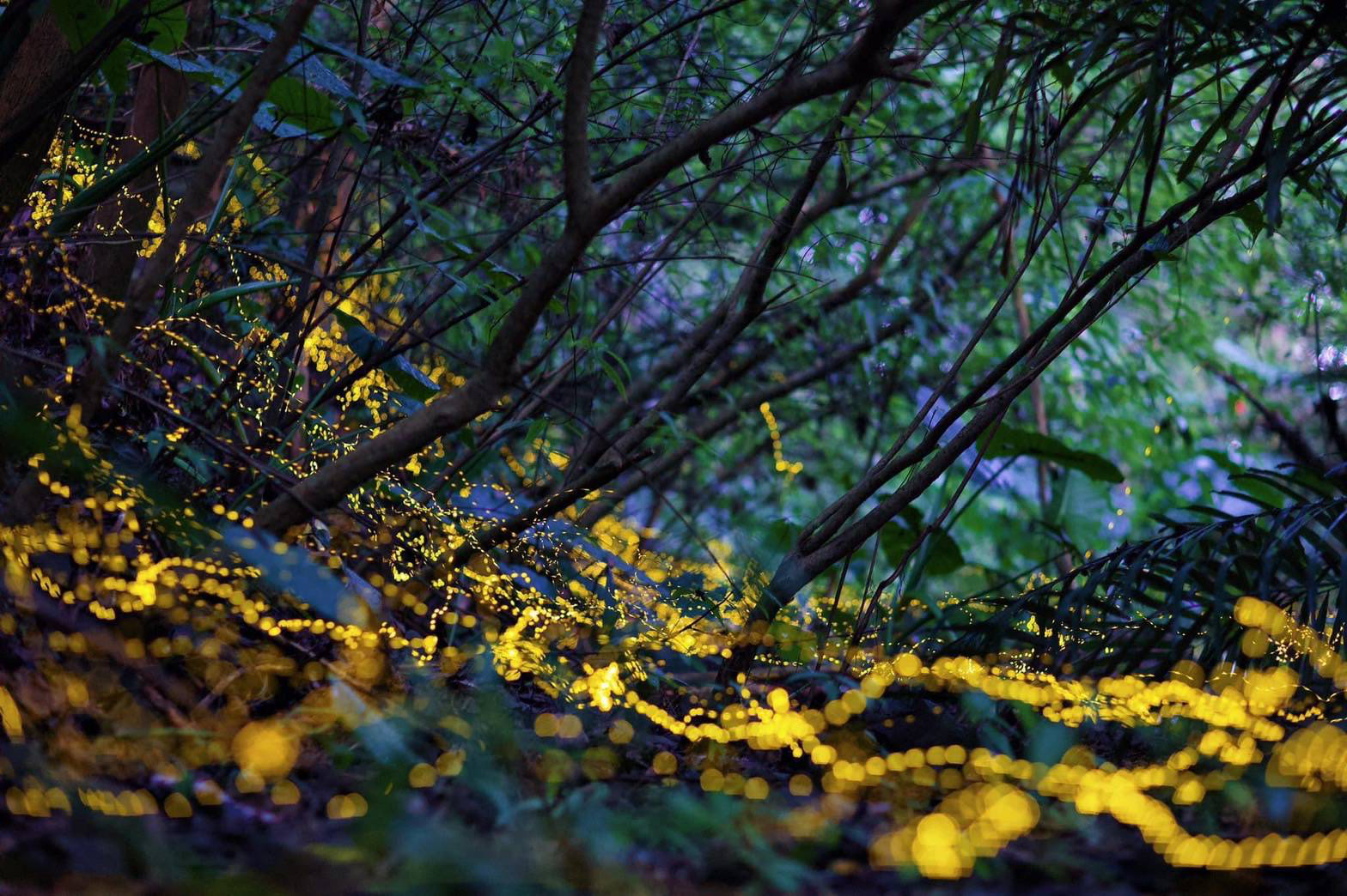 宜蘭礁溪不只有溫泉！小礁溪藏著春夜最夢幻的螢光秘境，白天玩水晚上追火金姑