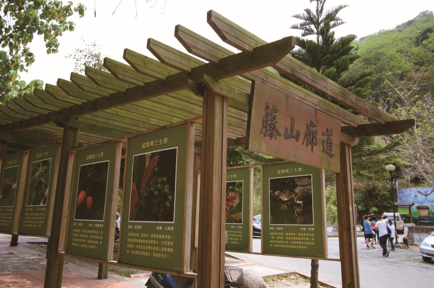 彰化員林最受歡迎的健行路線之一！走進藤山步道，綠蔭、桐花與山城散步感一次收進行程裡