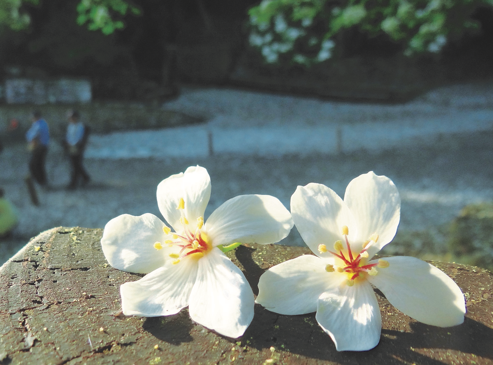 彰化員林最受歡迎的健行路線之一！走進藤山步道，綠蔭、桐花與山城散步感一次收進行程裡