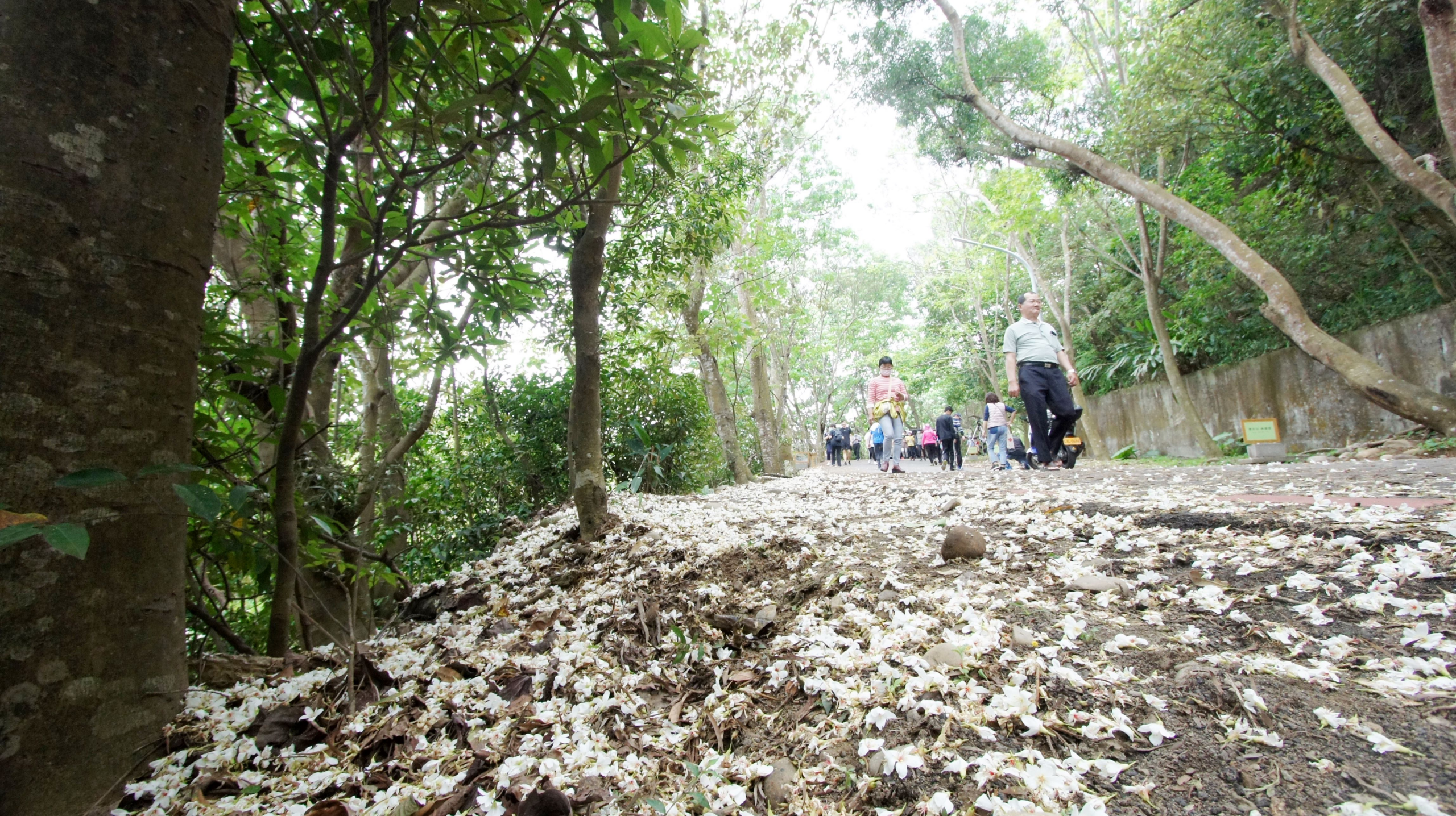 彰化員林最受歡迎的健行路線之一！走進藤山步道，綠蔭、桐花與山城散步感一次收進行程裡