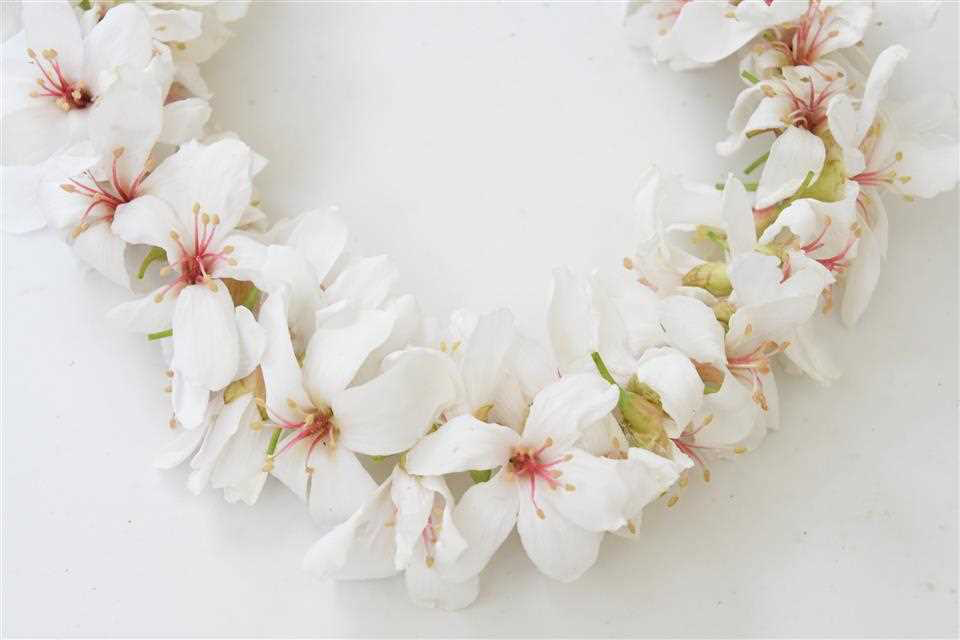 彰化最夢幻的四月雪秘境！走進福田賞桐生態園區，看見桐花鋪滿山徑的春日風景