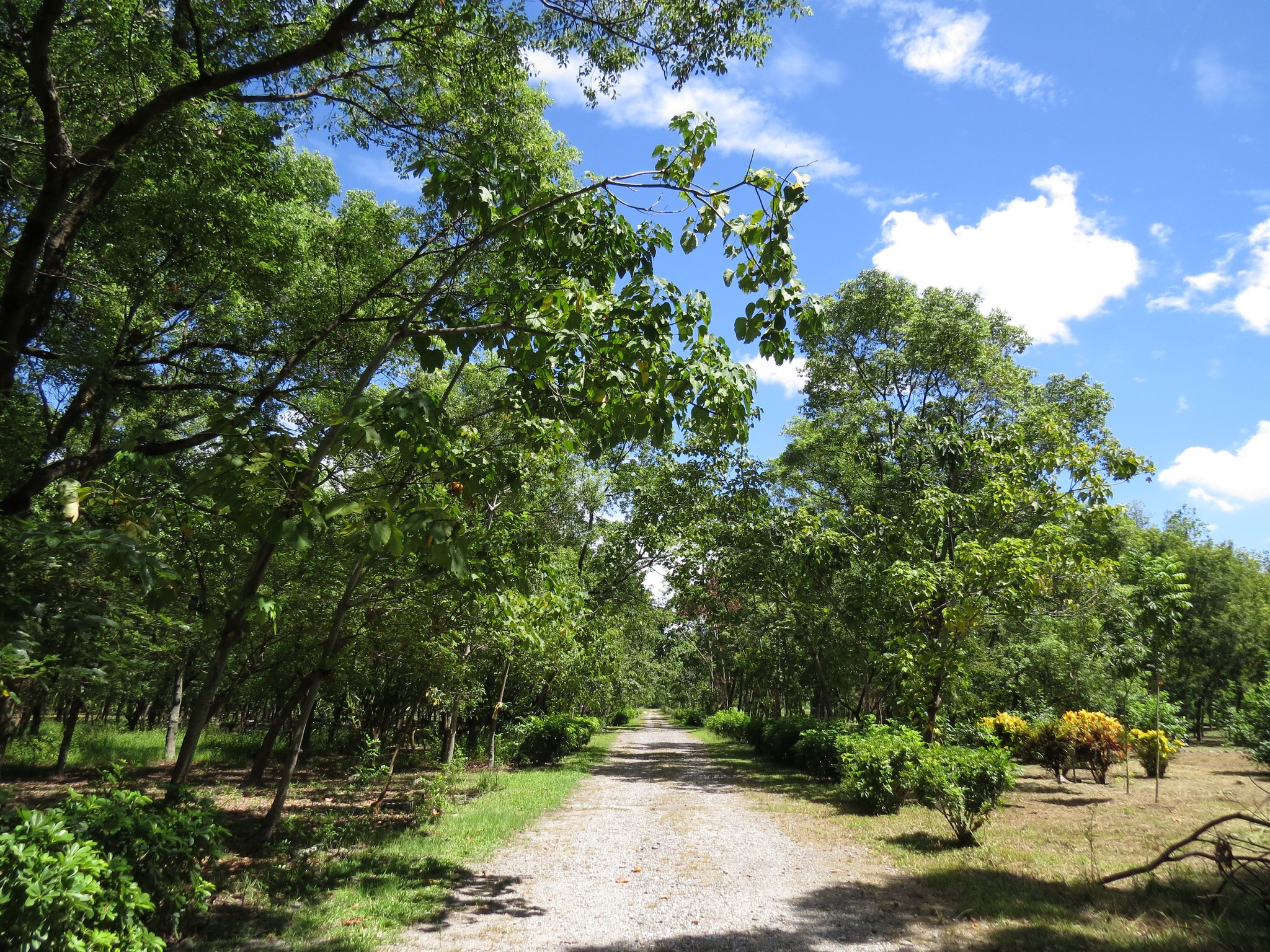 花蓮吉安藏著一座會讓人慢下來的森林園區!走進南華林業園區,感受老林業場域轉身後的綠意日常