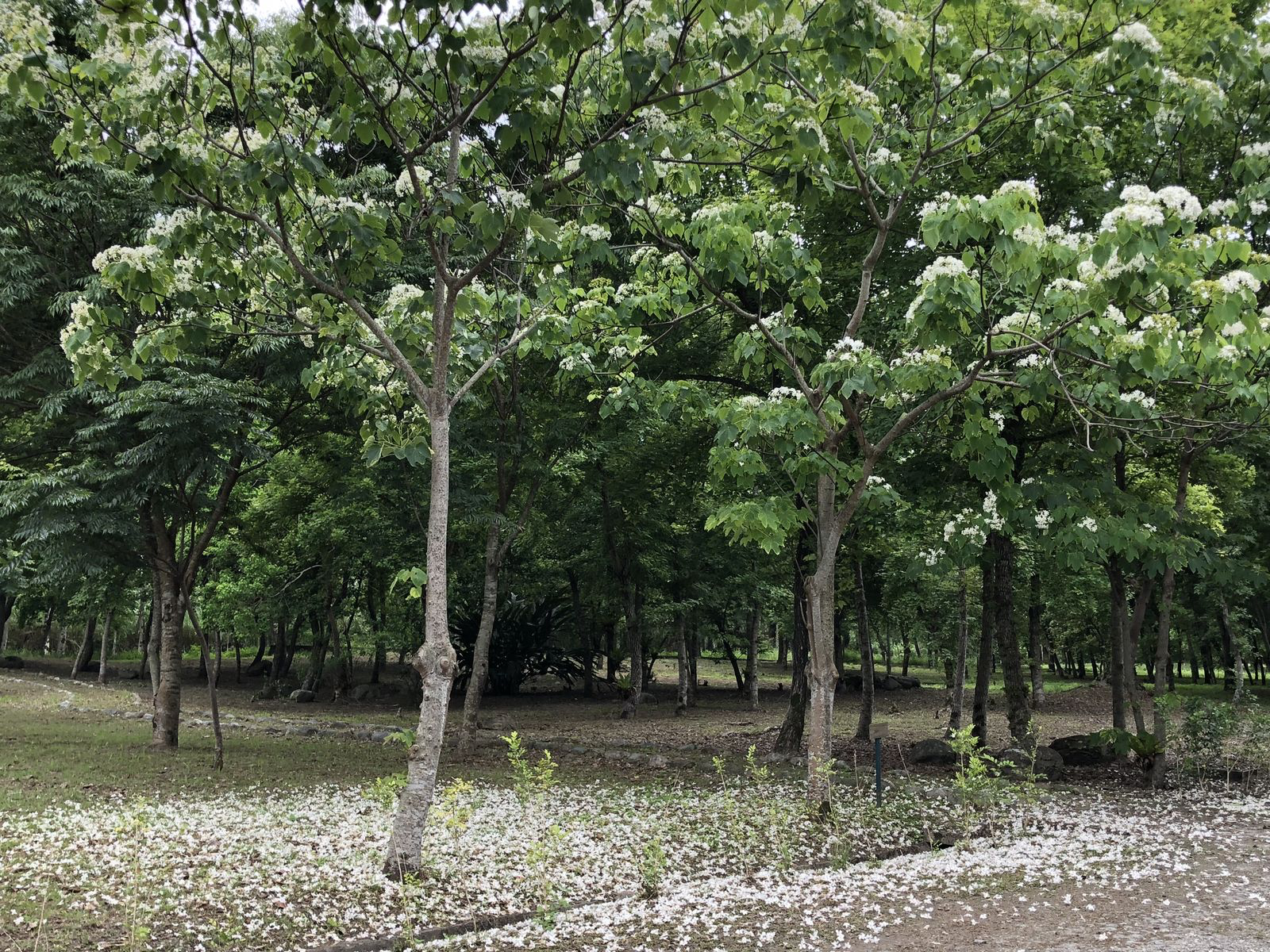 花蓮吉安藏著一座會讓人慢下來的森林園區!走進南華林業園區,感受老林業場域轉身後的綠意日常