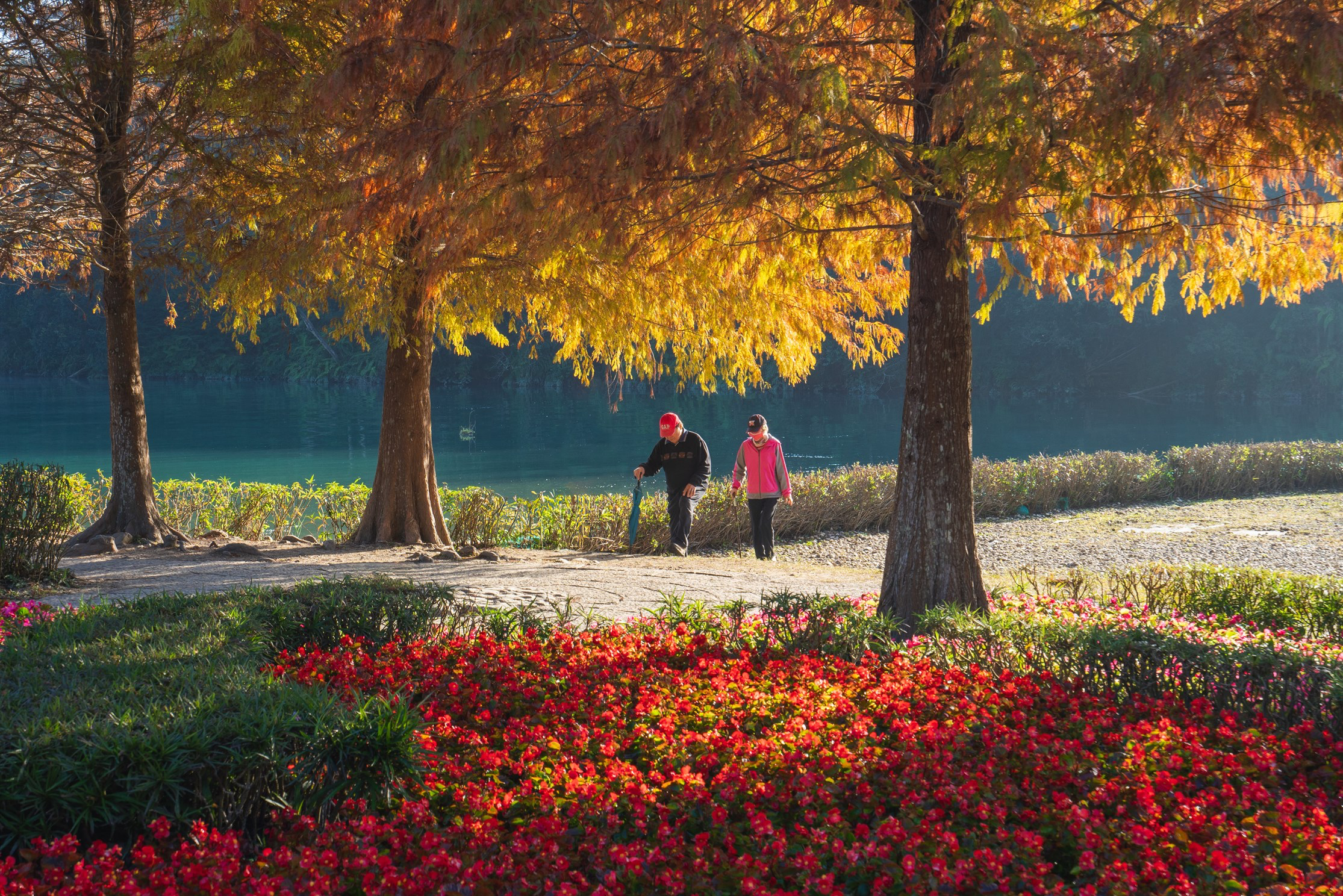 日月潭最美秋冬秘境之一!向山落羽松一整排金黃變色,隨手拍都是電影感