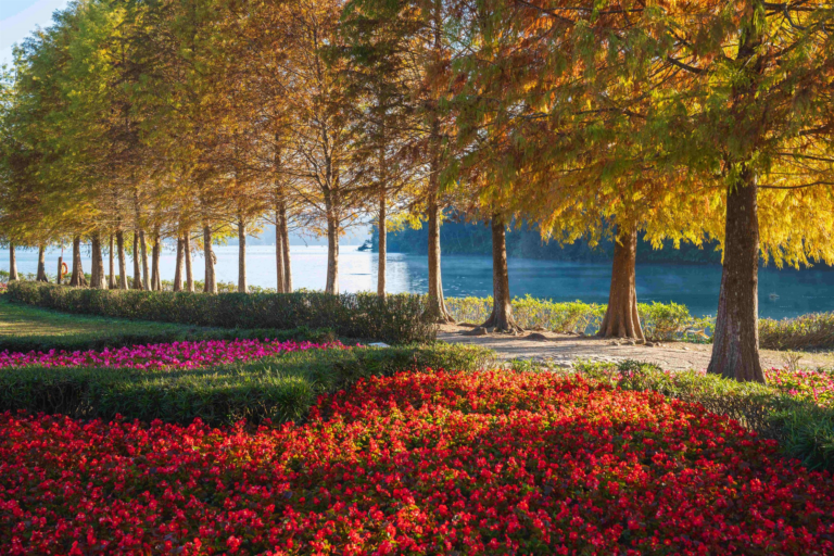日月潭最美秋冬秘境之一！向山落羽松一整排金黃變色，隨手拍都是電影感