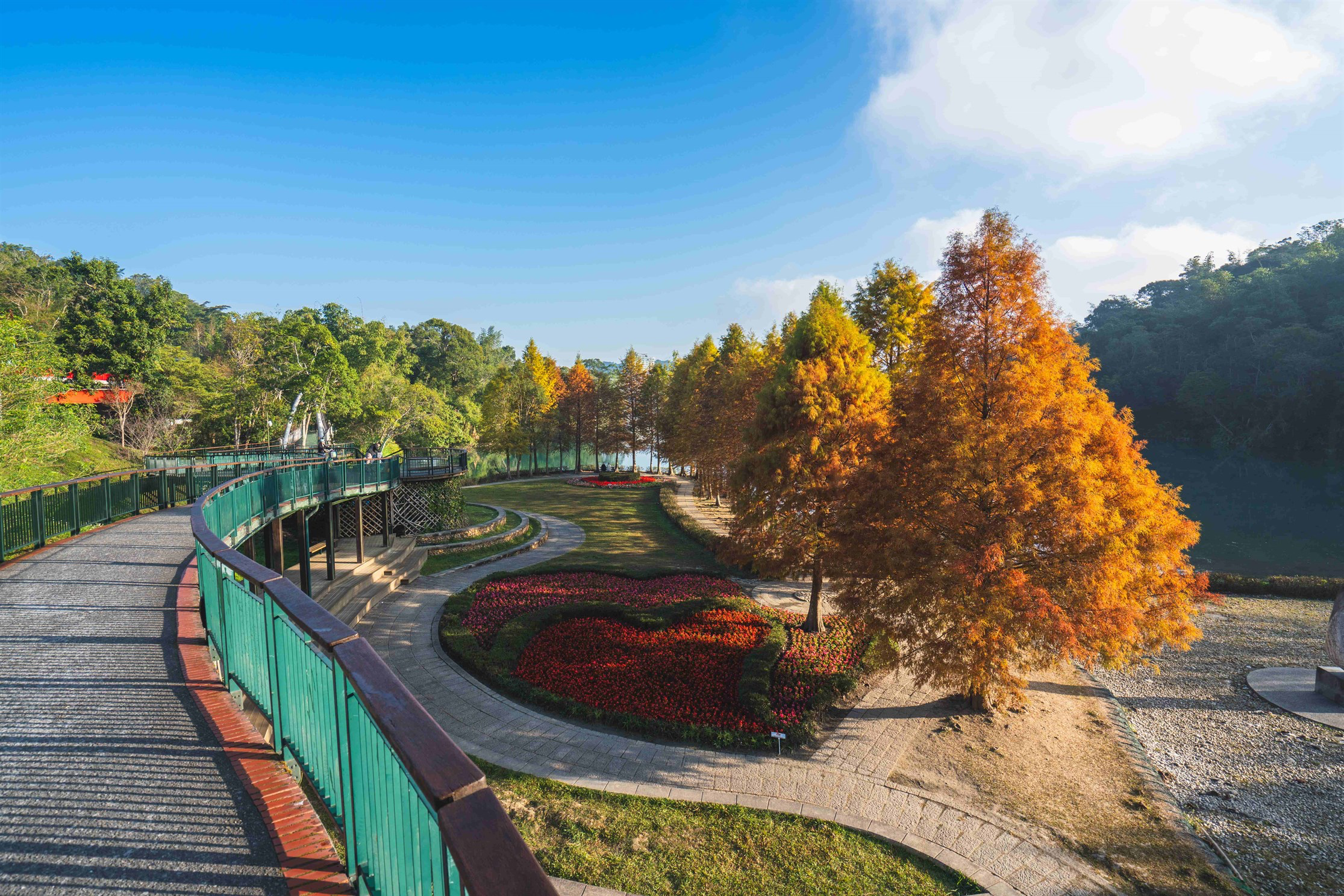 日月潭最美秋冬秘境之一!向山落羽松一整排金黃變色,隨手拍都是電影感