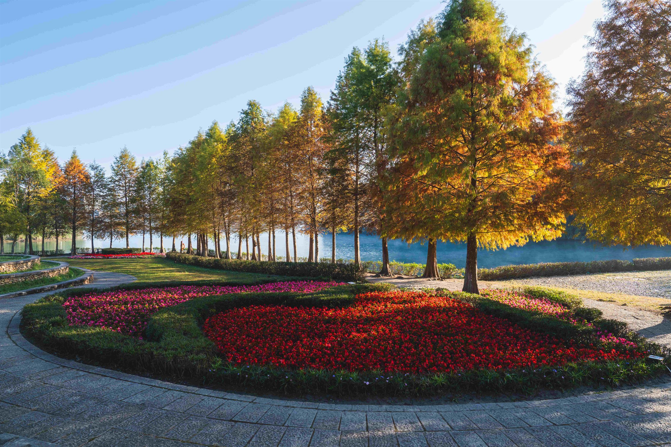 日月潭最美秋冬秘境之一!向山落羽松一整排金黃變色,隨手拍都是電影感