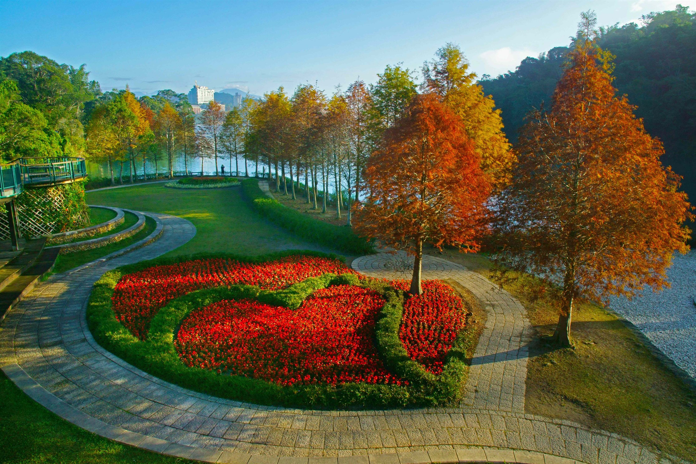 日月潭最美秋冬秘境之一!向山落羽松一整排金黃變色,隨手拍都是電影感