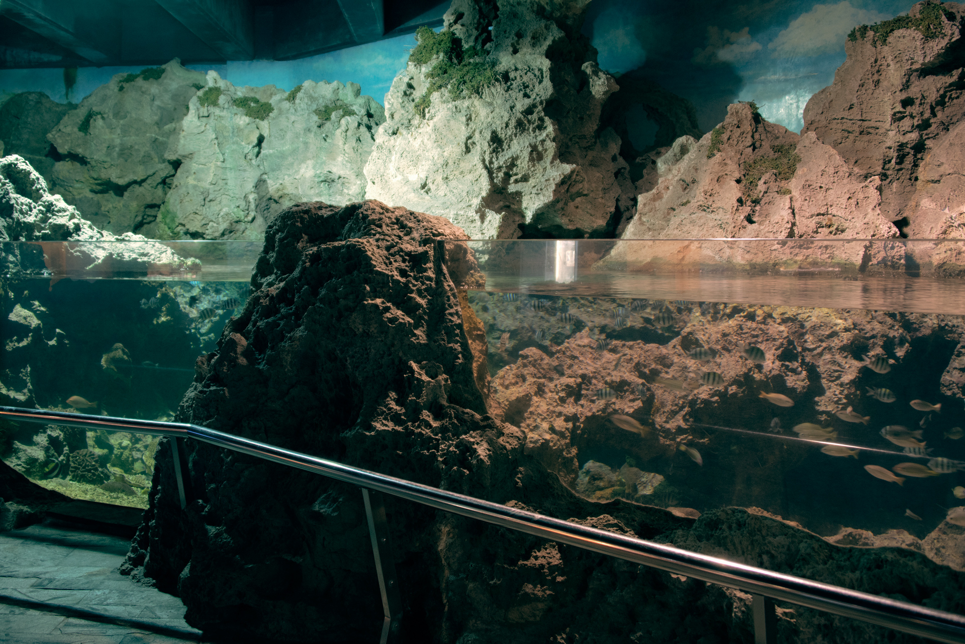 屏東親子旅遊王者！走進國立海洋生物博物館　把白鯨、企鵝與夢幻海底世界一次看滿